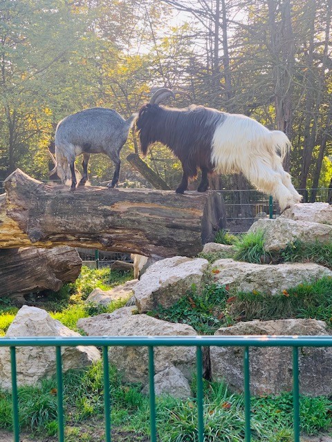 Zoo Pierre Challendes